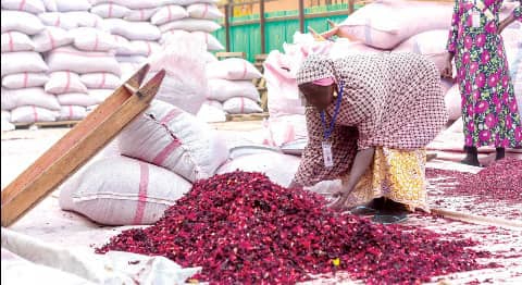Worker inspecting dried hibiscus petals beside stacked export sacks in Benin