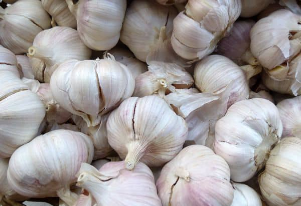 Garlic